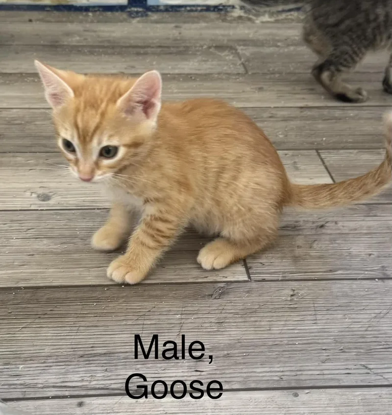 A baby small-sized male Domestic Short Hair cat named Goose for adoption in Woodland Hills, CA