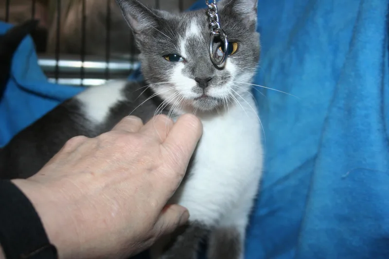 A young medium-sized female Gray & White Domestic Short Hair cat named Maria for adoption in Howell, MI