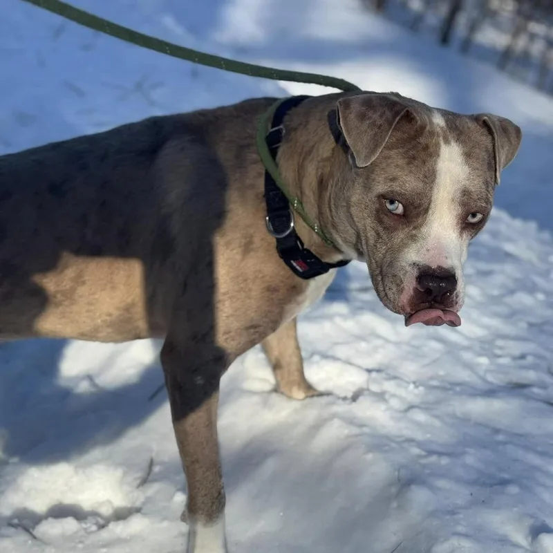 An adult large-sized male Brown / Chocolate Mixed Breed dog named Dip N Dots for adoption in Vassalboro, ME