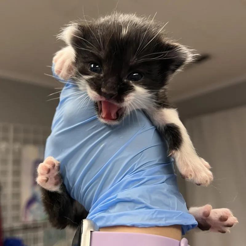 Julian thumbnail 2