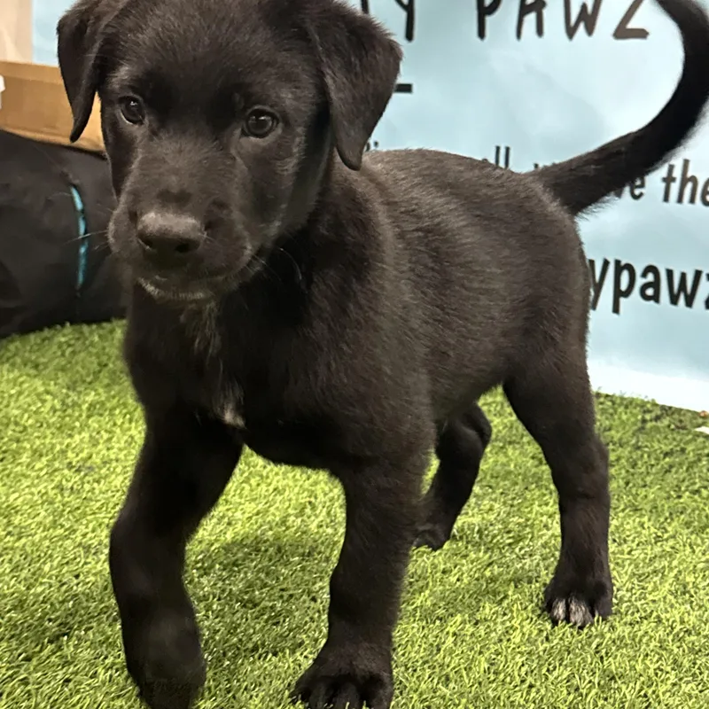 A baby large-sized male Black Rottweiler dog named Rickety for adoption in Fredericksburg, VA