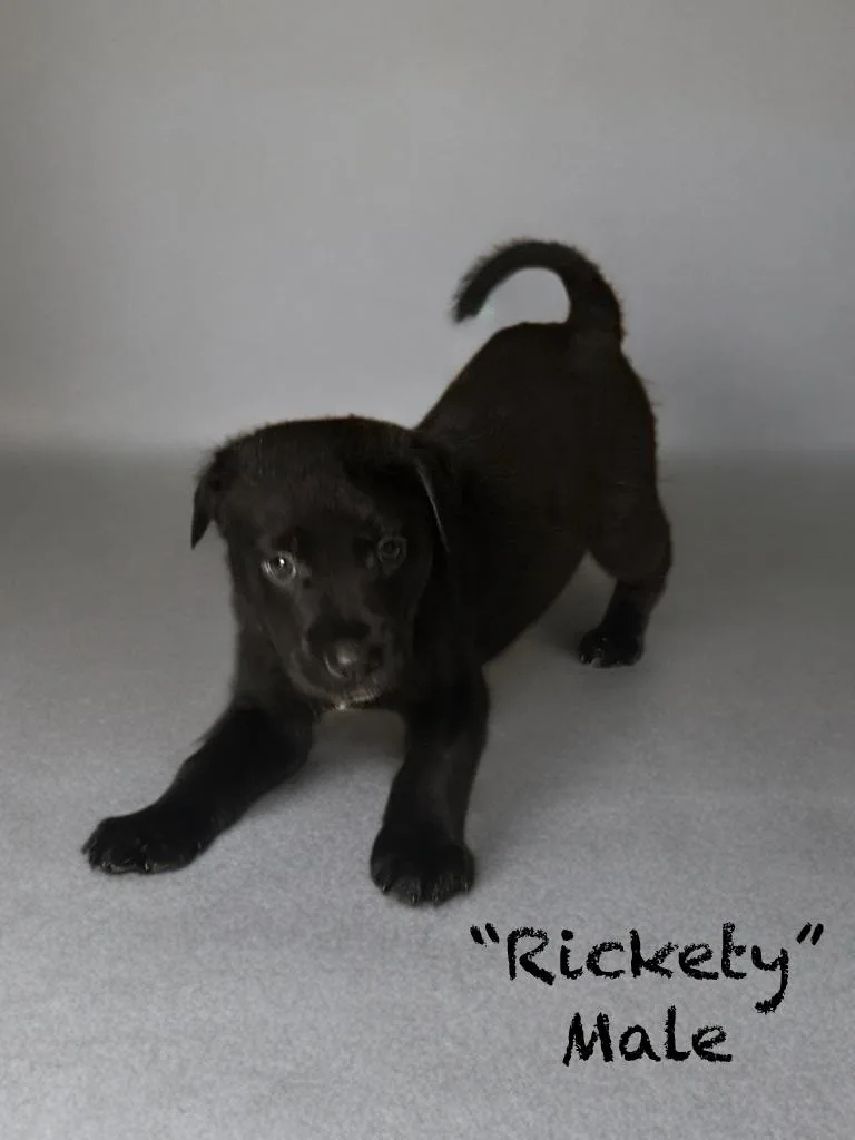 Rickety thumbnail 2