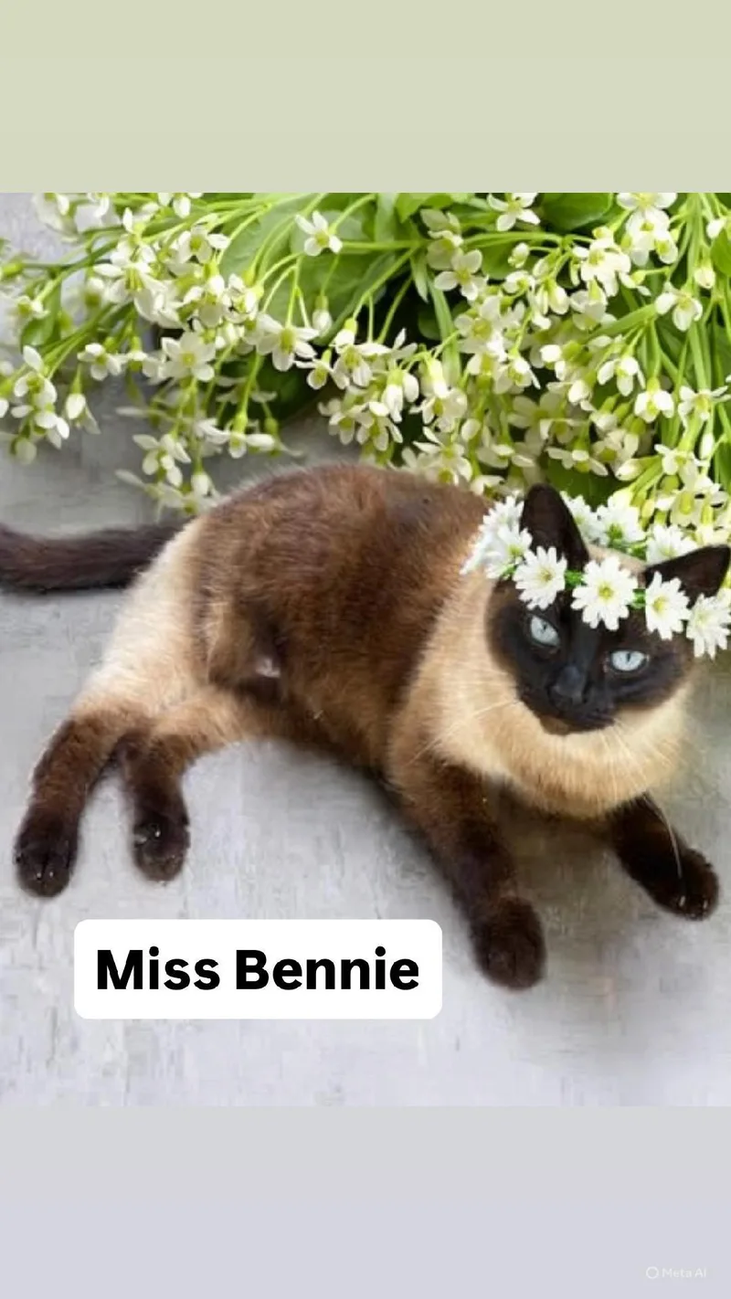 Miss Bennie At Martinez