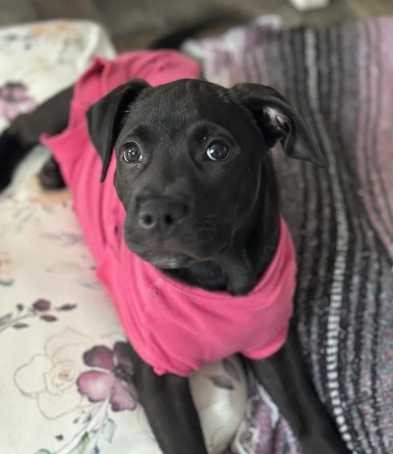 A baby medium-sized female Tricolor (Brown, Black, & White) Labrador Retriever dog named Skipper Butterfly for adoption in Boston, MA