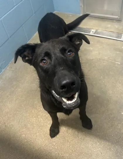 An adult medium-sized male German Shepherd Dog dog named Joker for adoption in West Memphis, AR