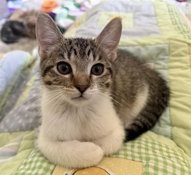 A baby small-sized female Domestic Short Hair cat named Daphne for adoption in Sacramento, CA