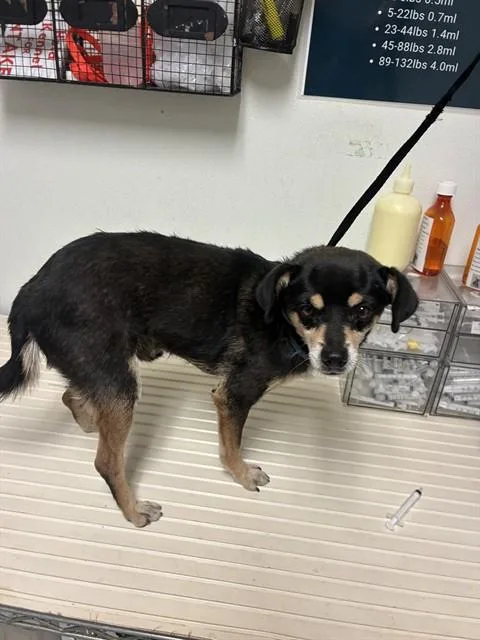 An adult small-sized male Chihuahua dog named Toro for adoption in Bakersfield, CA