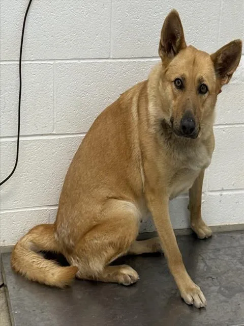 A young large-sized female German Shepherd Dog dog named Brownie for adoption in Haw River, NC