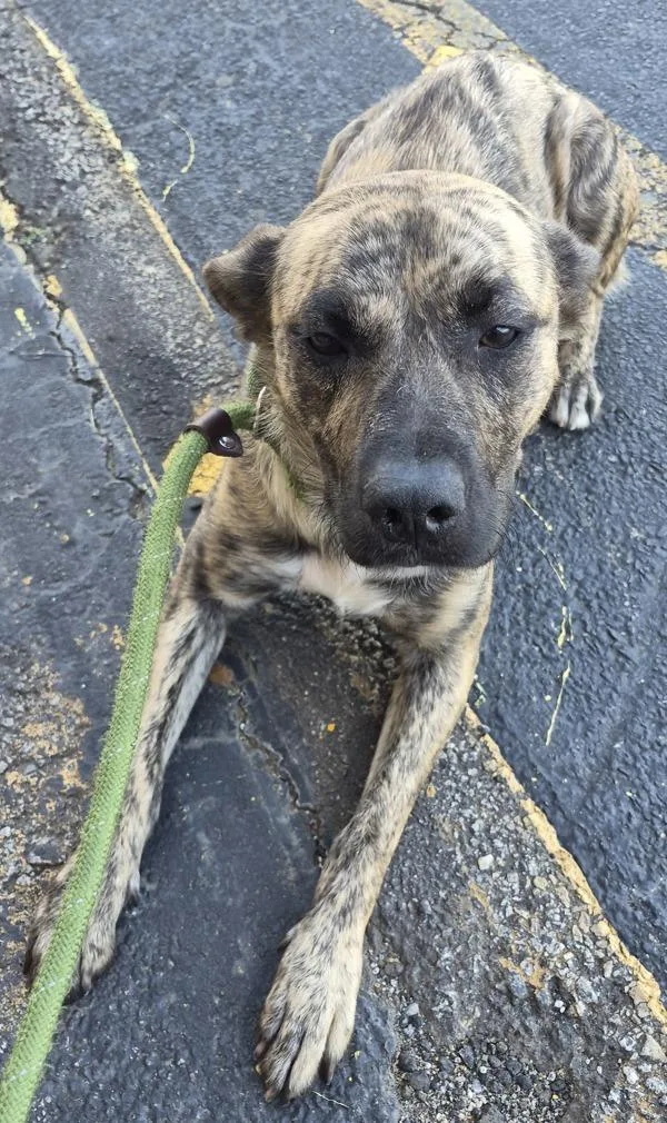 An adult medium-sized female Pit Bull Terrier dog named Pen  Fairy for adoption in Lawrenceville, GA