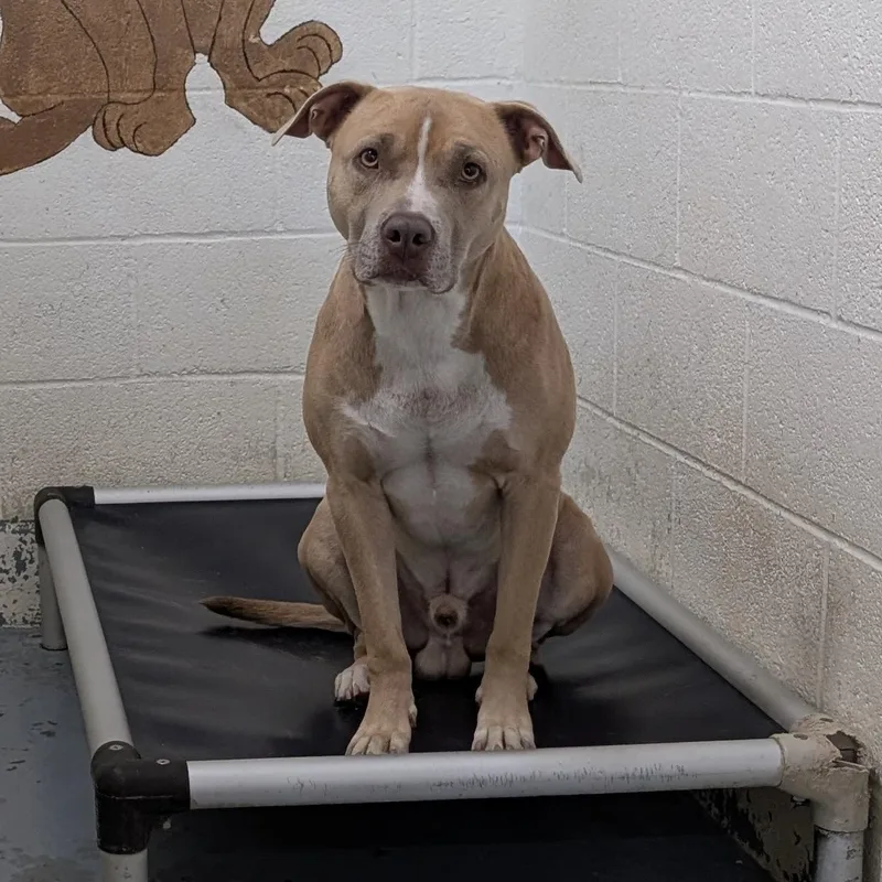 An adult large-sized male Yellow / Tan / Blond / Fawn Pit Bull Terrier dog named Looking For Owner for adoption in Ravenna, OH