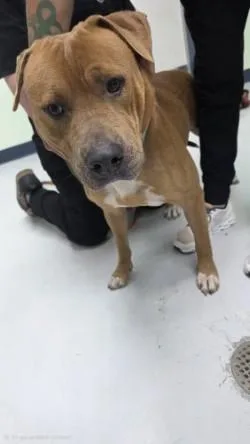 An adult large-sized male Mixed Breed dog named Logan for adoption in Savannah, GA