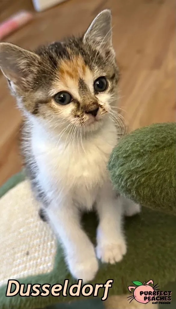 A baby medium-sized female Domestic Short Hair cat named Dusseldorf for adoption in Douglasville, GA