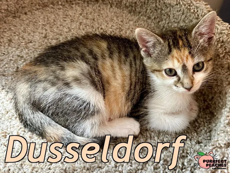 Dusseldorf thumbnail 2