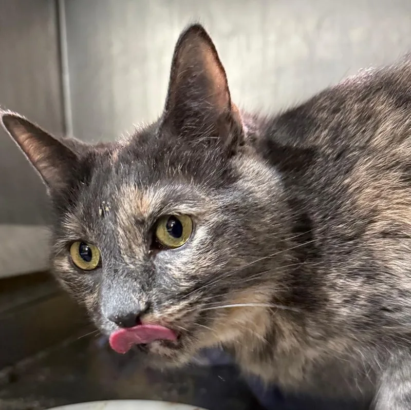 An adult medium-sized female Dilute Tortoiseshell Domestic Short Hair cat named Asha for adoption in Gresham, WI