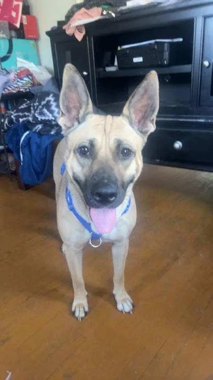 A young medium-sized female Shepherd dog named Layla for adoption in Seattle, WA