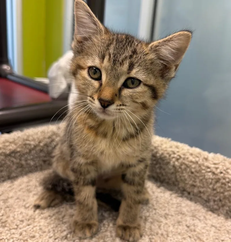 A baby small-sized female Domestic Short Hair cat named Baguette for adoption in Columbia, IL