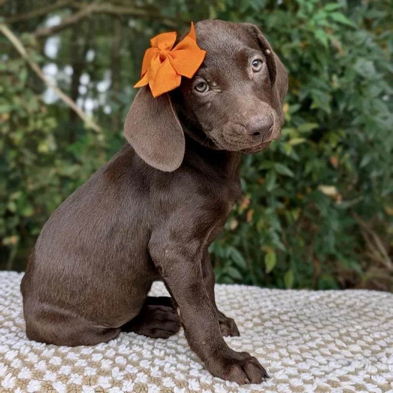 A baby small-sized female Black Labrador Retriever dog named Yammy Yammers for adoption in Tyrone, GA