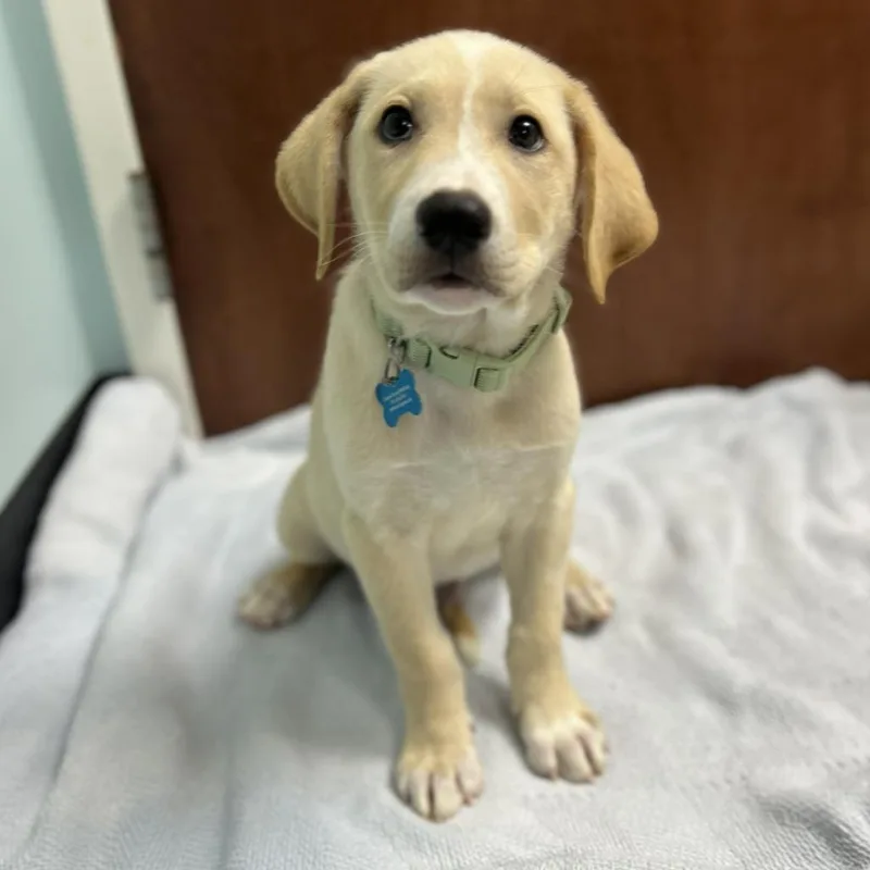 A baby small-sized male Mixed Breed dog named Twinkie for adoption in State College, PA