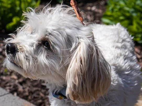 An adult small-sized male White / Cream Maltese dog named Max for adoption in Farmington, MN