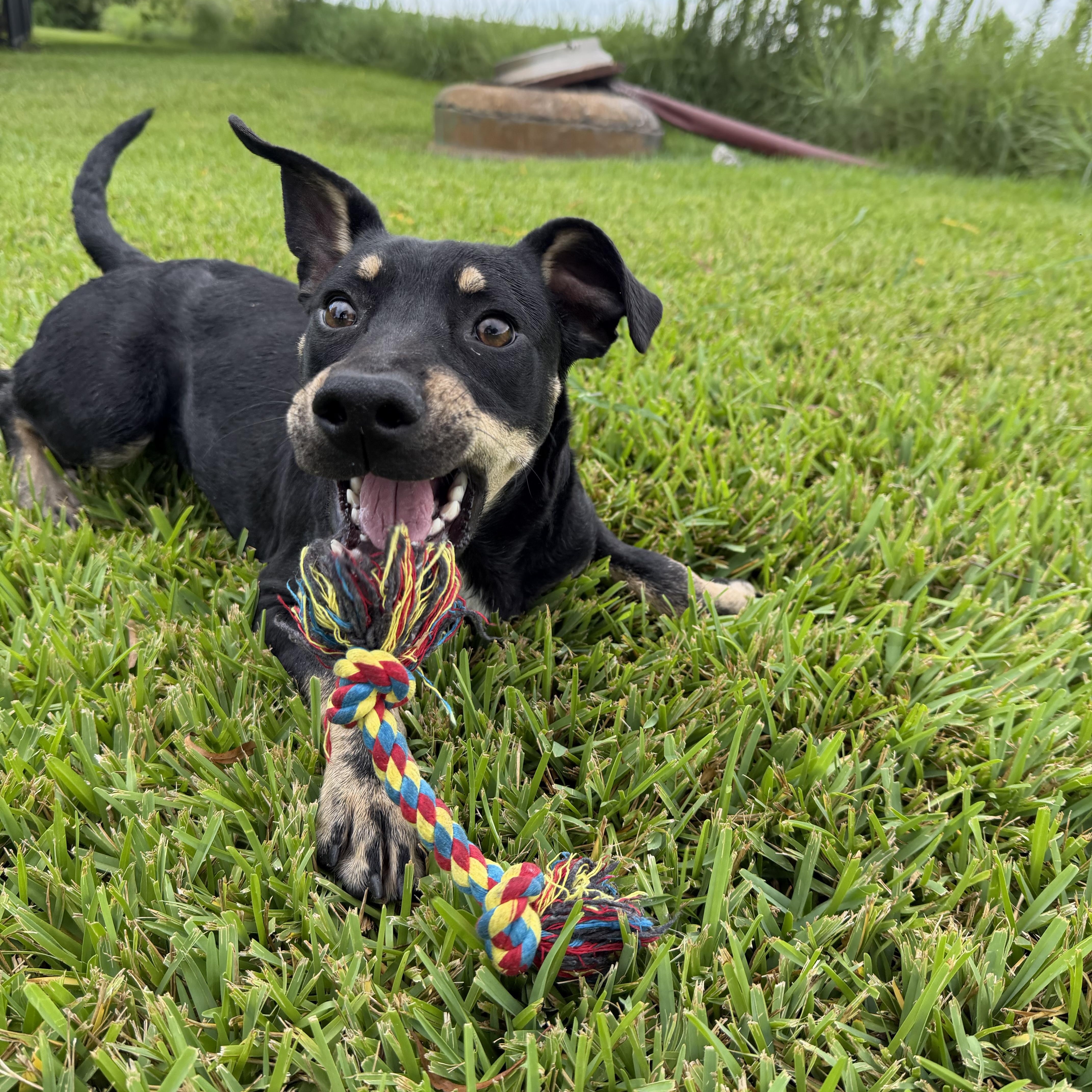 A baby medium-sized female Mixed Breed dog named Bubbles for adoption in Pearland, TX