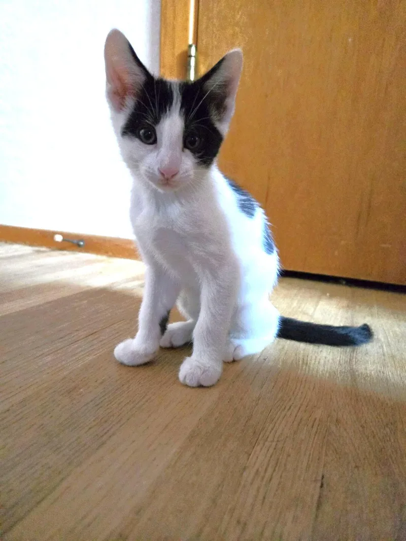 A baby medium-sized male White Domestic Short Hair cat named Gustave for adoption in Albuquerque, NM