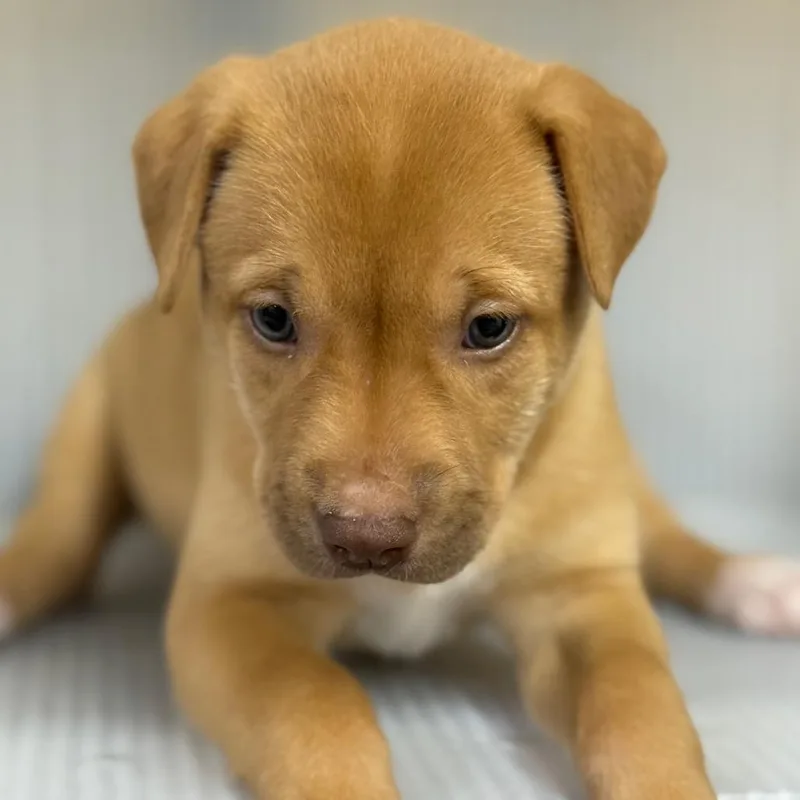 A baby small-sized female White / Cream Mixed Breed dog named Leflore for adoption in Pauls Valley, OK