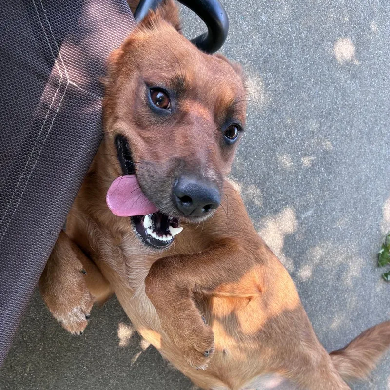 A young medium-sized female Yellow / Tan / Blond / Fawn Cattle Dog dog named Betsy for adoption in Dixon, IL