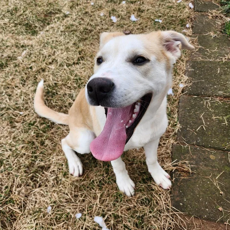 Macaroni thumbnail 2