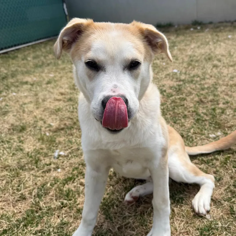 Macaroni thumbnail 3