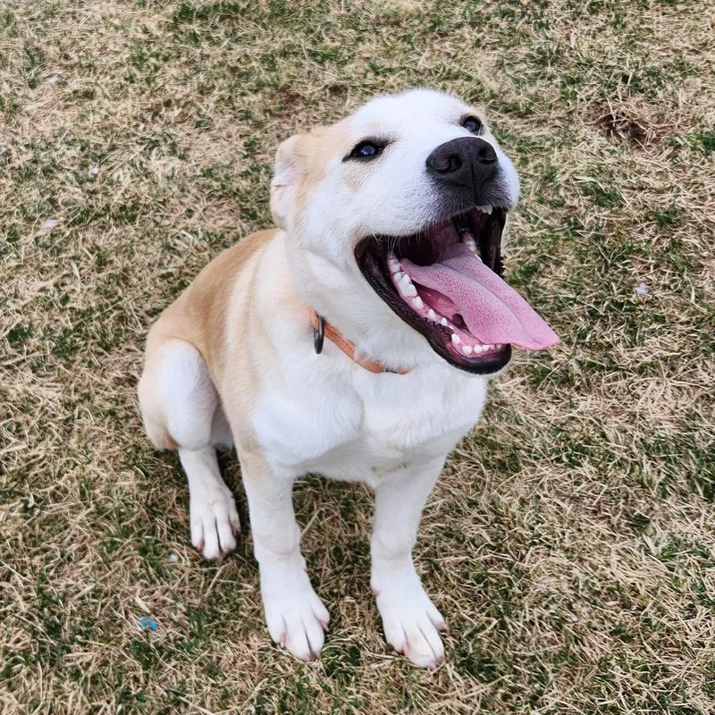 Macaroni thumbnail 4