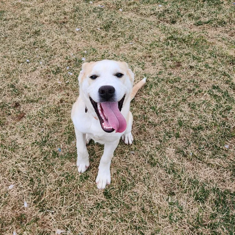 Macaroni thumbnail 5