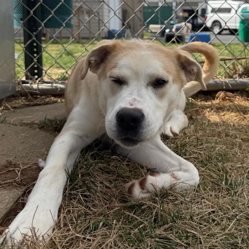 Macaroni thumbnail 6