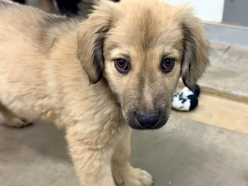 A baby medium-sized female Anatolian Shepherd dog named Waffle for adoption in Phoenix, AZ