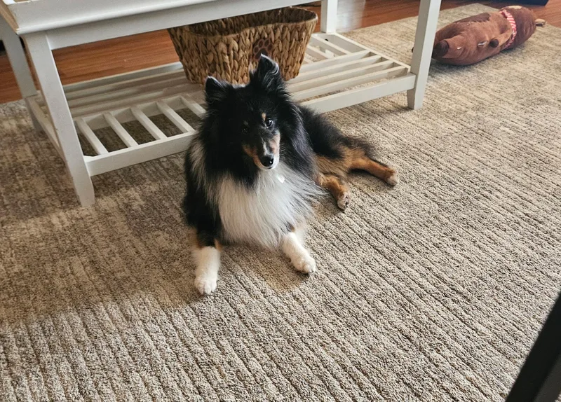A young small-sized male Tricolor (Brown, Black, & White) Shetland Sheepdog / Sheltie dog named Bartie for adoption in Palm Bay, FL