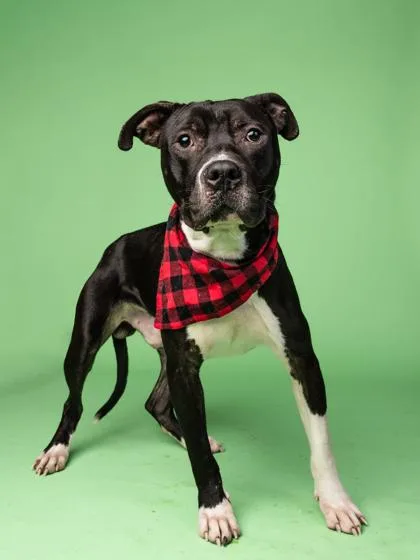 An adult large-sized male Mixed Breed dog named Captain Kid for adoption in Atlanta, GA