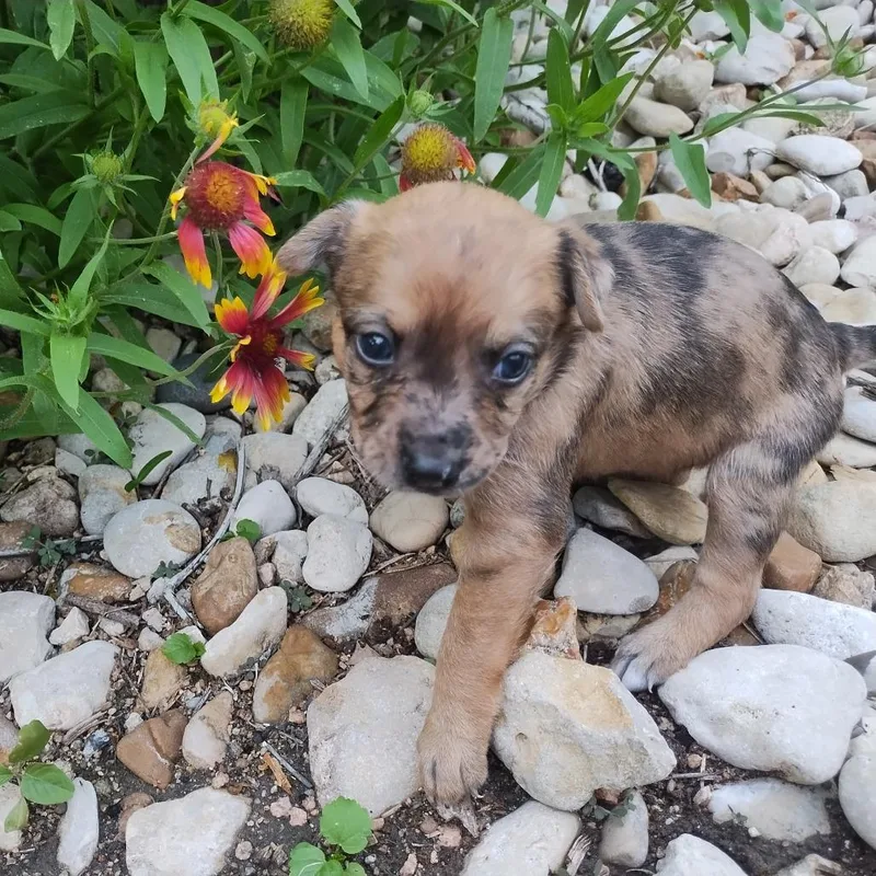 A baby small-sized female Brown / Chocolate Chihuahua dog named Pearl for adoption in Austin, TX