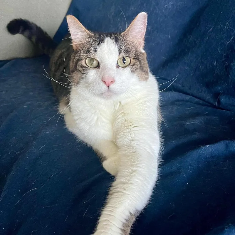 An adult large-sized male White Domestic Short Hair cat named Pilot for adoption in Boston, MA