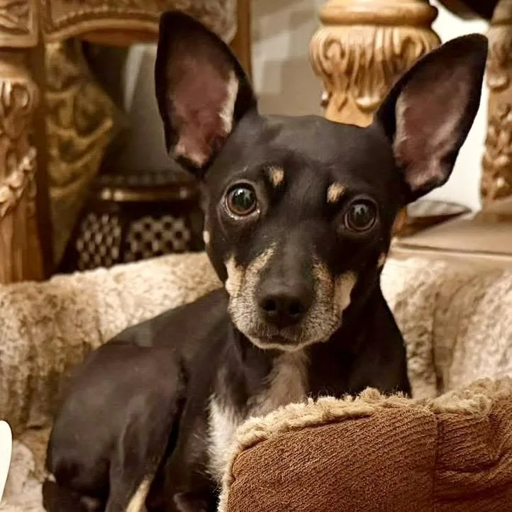 An adult small-sized female Black Chihuahua dog named Munchkin for adoption in Bradenton, FL
