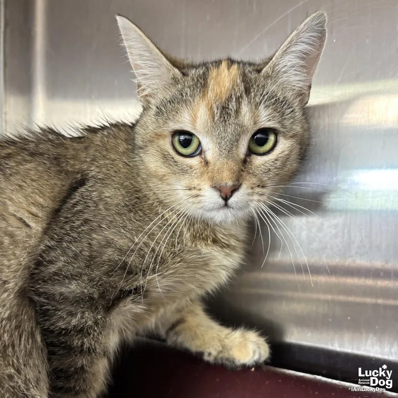 An adult medium-sized female Domestic Short Hair cat named Jill for adoption in Washington, DC