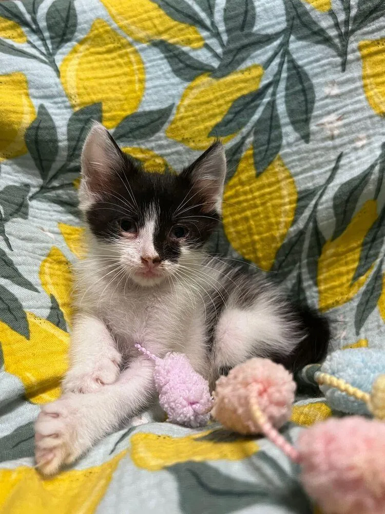 A baby small-sized male Black & White / Tuxedo Domestic Short Hair cat named Pocket for adoption in McPherson, KS