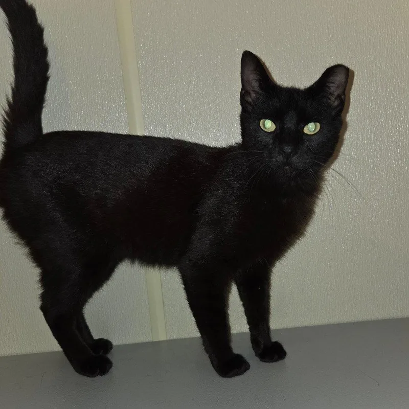 A young medium-sized male Black Domestic Short Hair cat named Brother for adoption in Dallas, TX