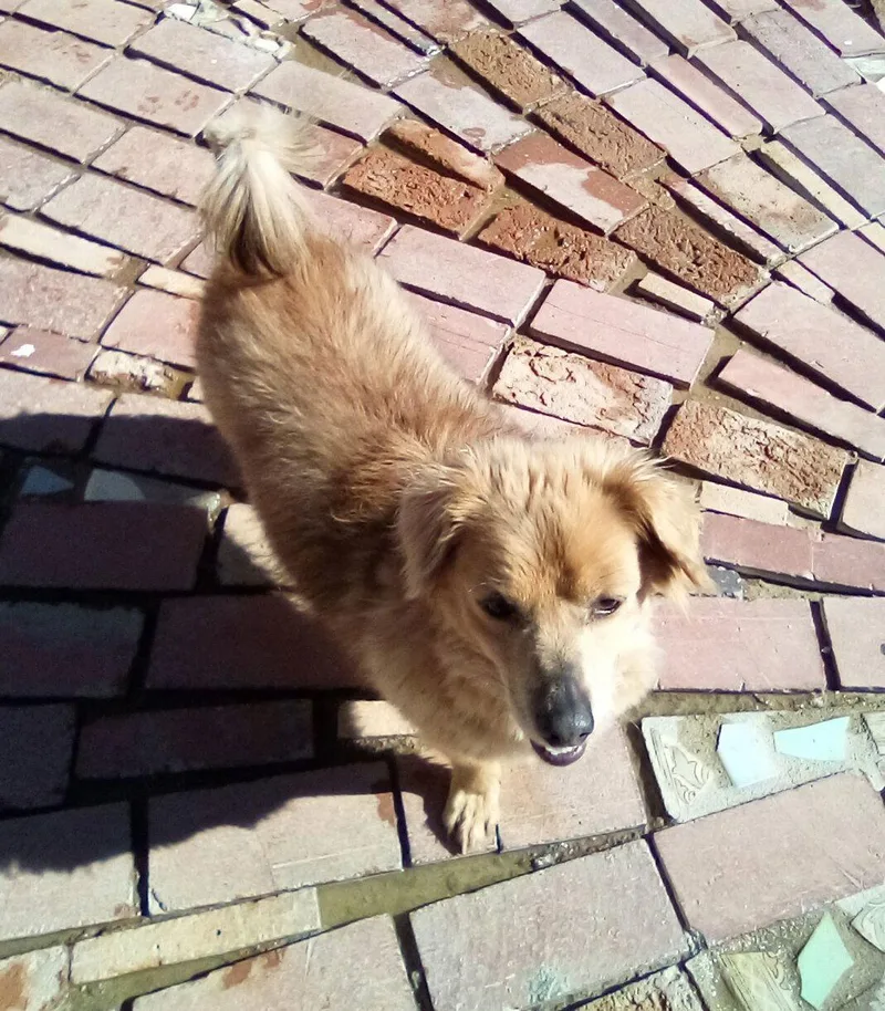 An adult small-sized female Dachshund dog named Arlo See Buddy For for adoption in Apple Valley, CA