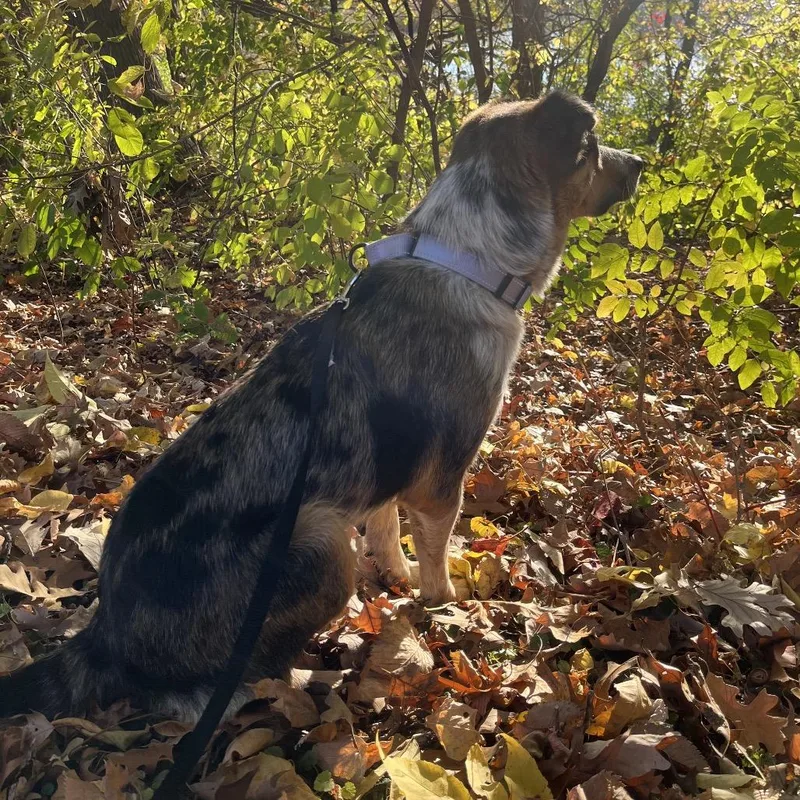 An adult medium-sized female Brown / Chocolate Mixed Breed dog named Cranberry for adoption in Buffalo, MN