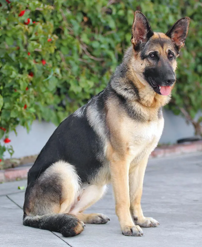 A young large-sized female Black German Shepherd Dog dog named Samantha Von Saffig for adoption in Los Angeles, CA