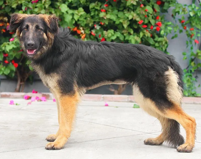 A young large-sized female Black German Shepherd Dog dog named Lillian Von Lebach for adoption in Los Angeles, CA