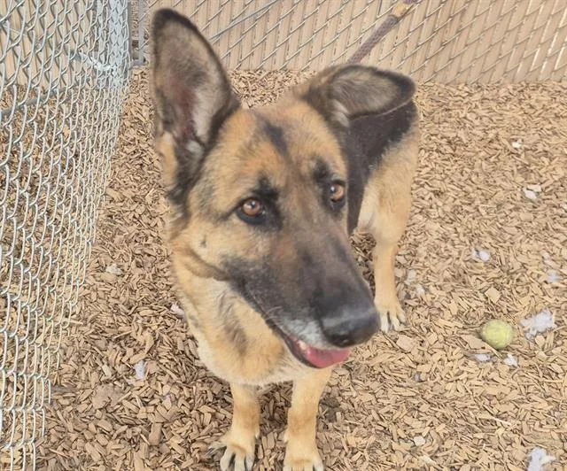 An adult medium-sized female German Shepherd Dog dog named Luna for adoption in Albuquerque, NM