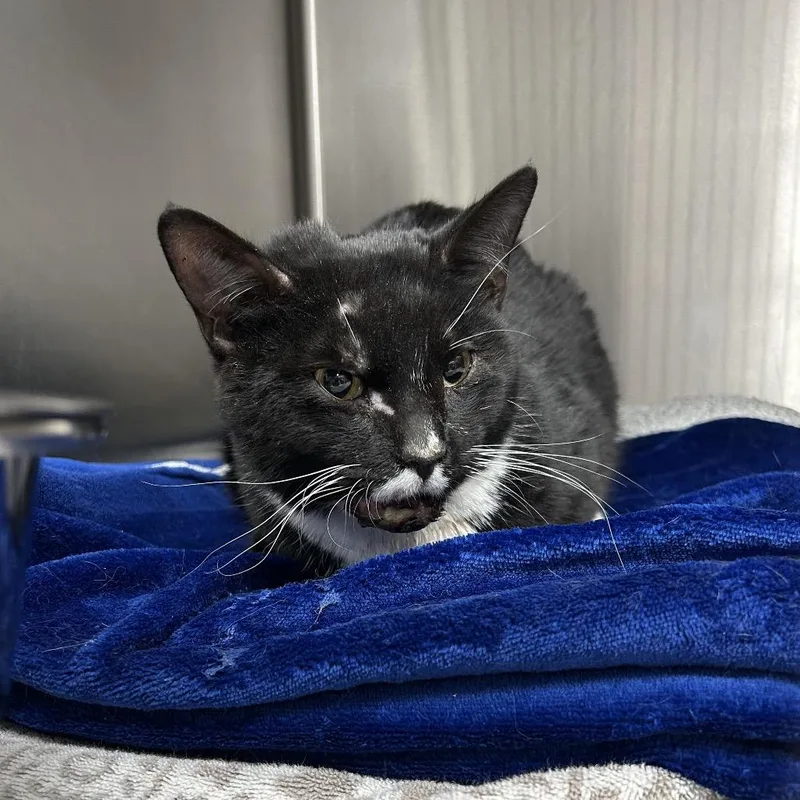 An adult medium-sized male Black Domestic Short Hair cat named Riky for adoption in Indianapolis, IN