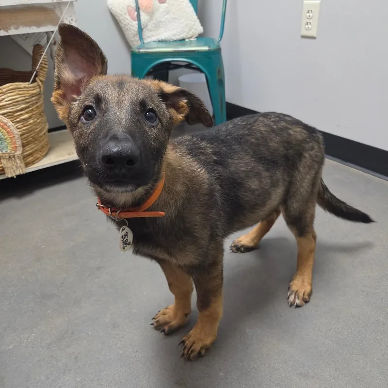 A baby medium-sized male German Shepherd Dog dog named Wile E. for adoption in Normal, IL