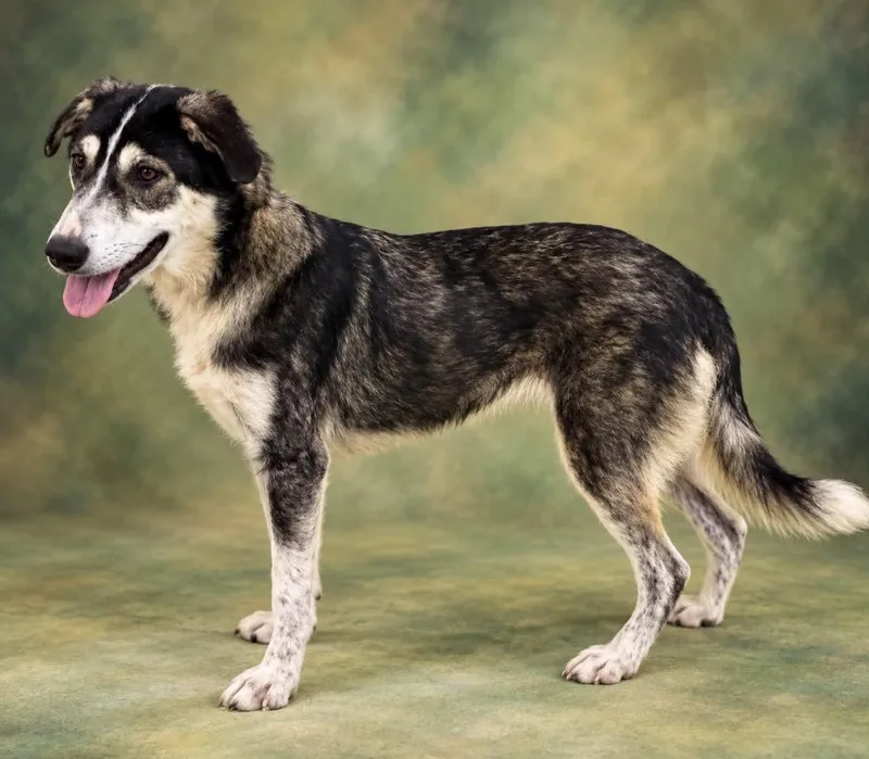 A young large-sized female Husky dog named Torrie for adoption in Guntersville, AL