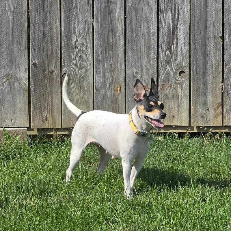 An adult small-sized female White / Cream Rat Terrier dog named Laurel for adoption in Lima, OH
